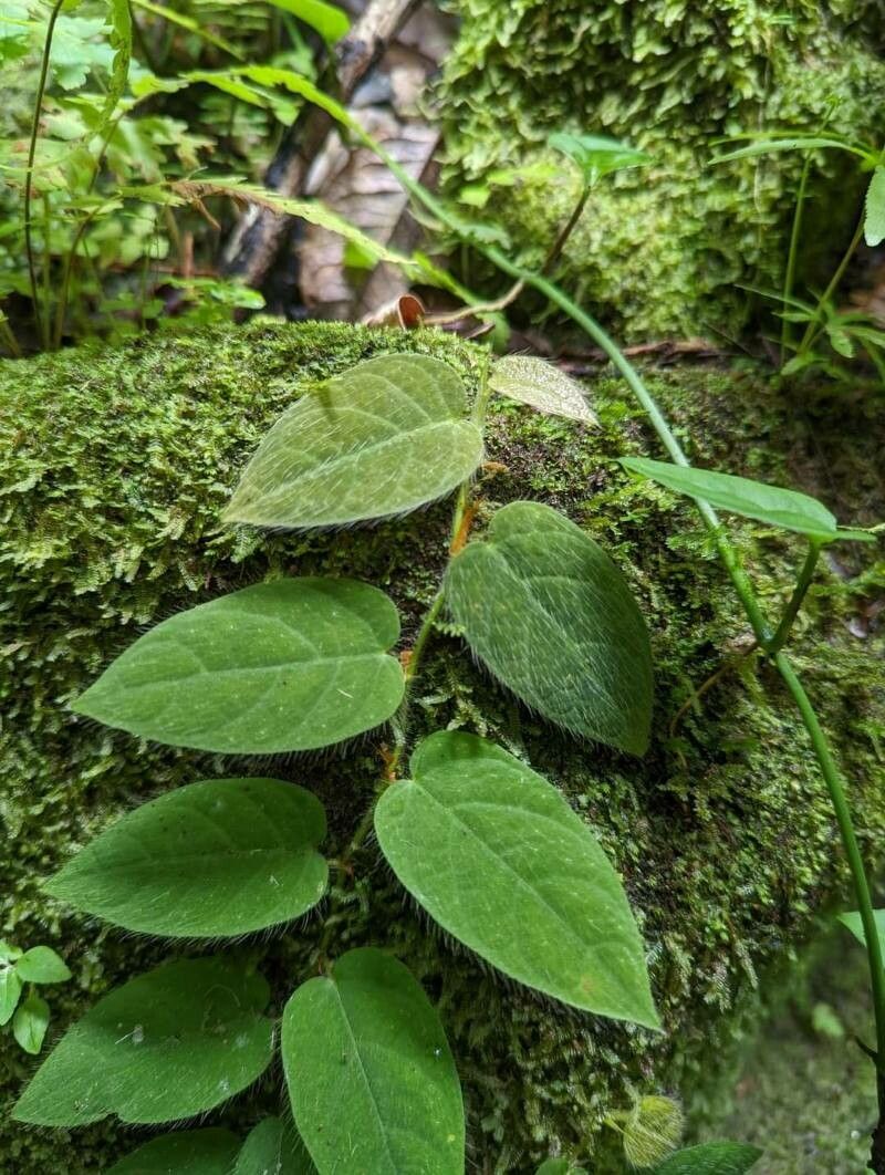 Piper perbrevicaule — houseplant care guide