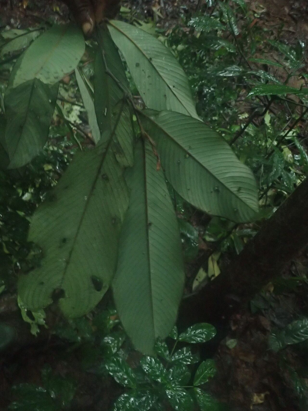 Piptostigma mortehanii — houseplant care guide