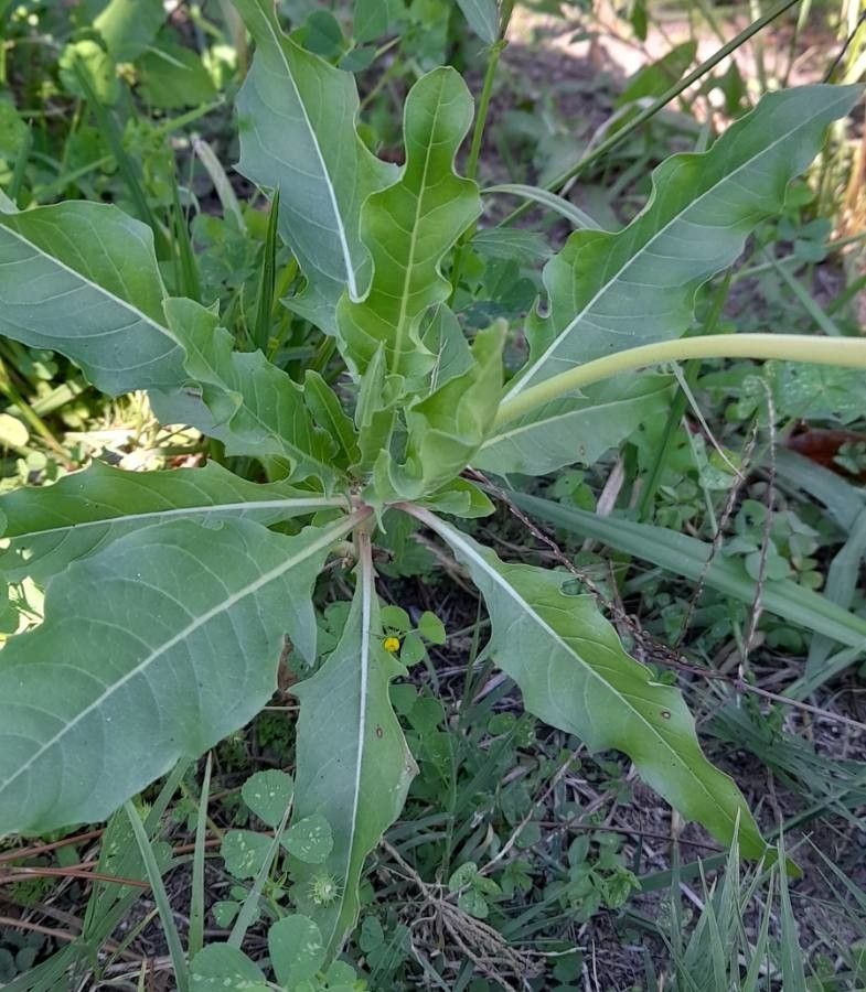 Oenothera centaurifolia — search result for 'Oenothera'