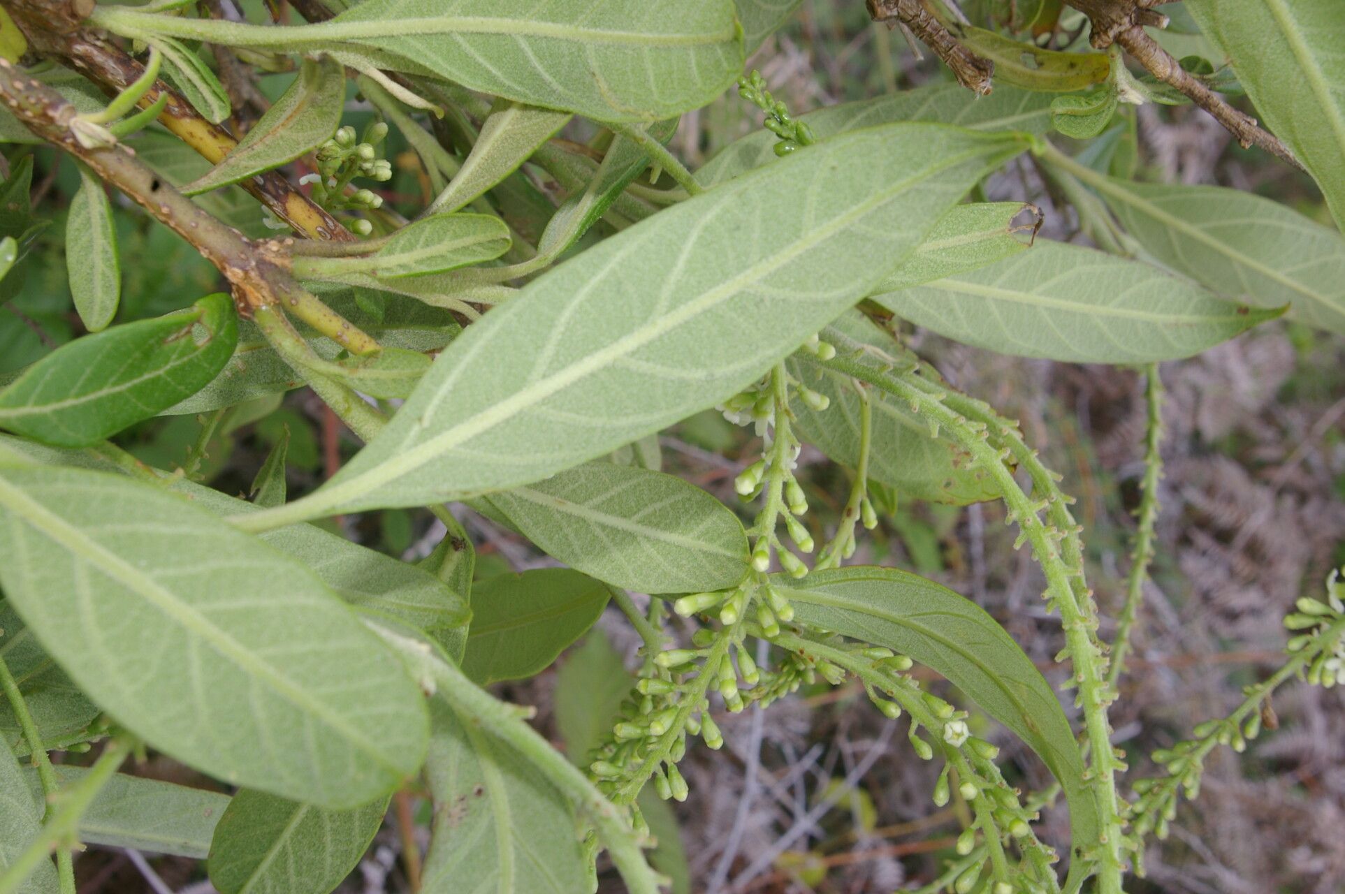 Citharexylum mocinnoi leaf