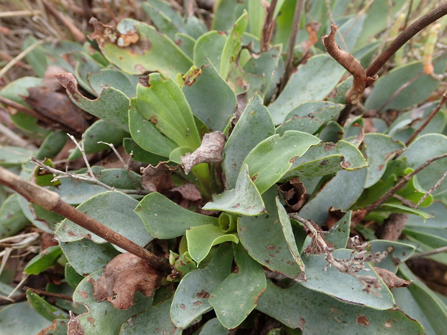 Limonium auriculiursifolium — houseplant care guide