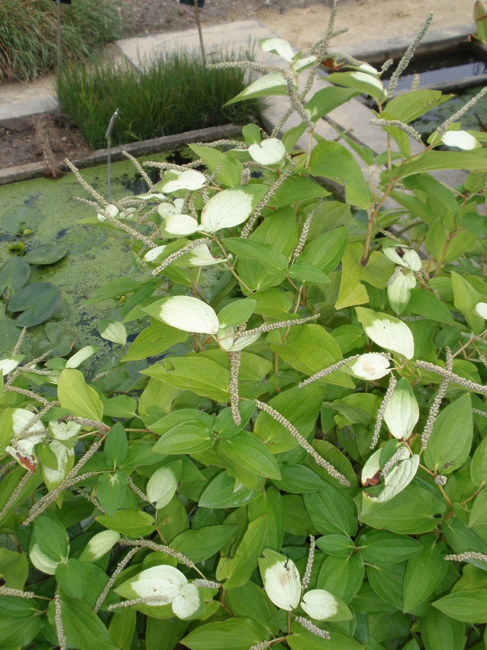 Saururus chinensis flower
