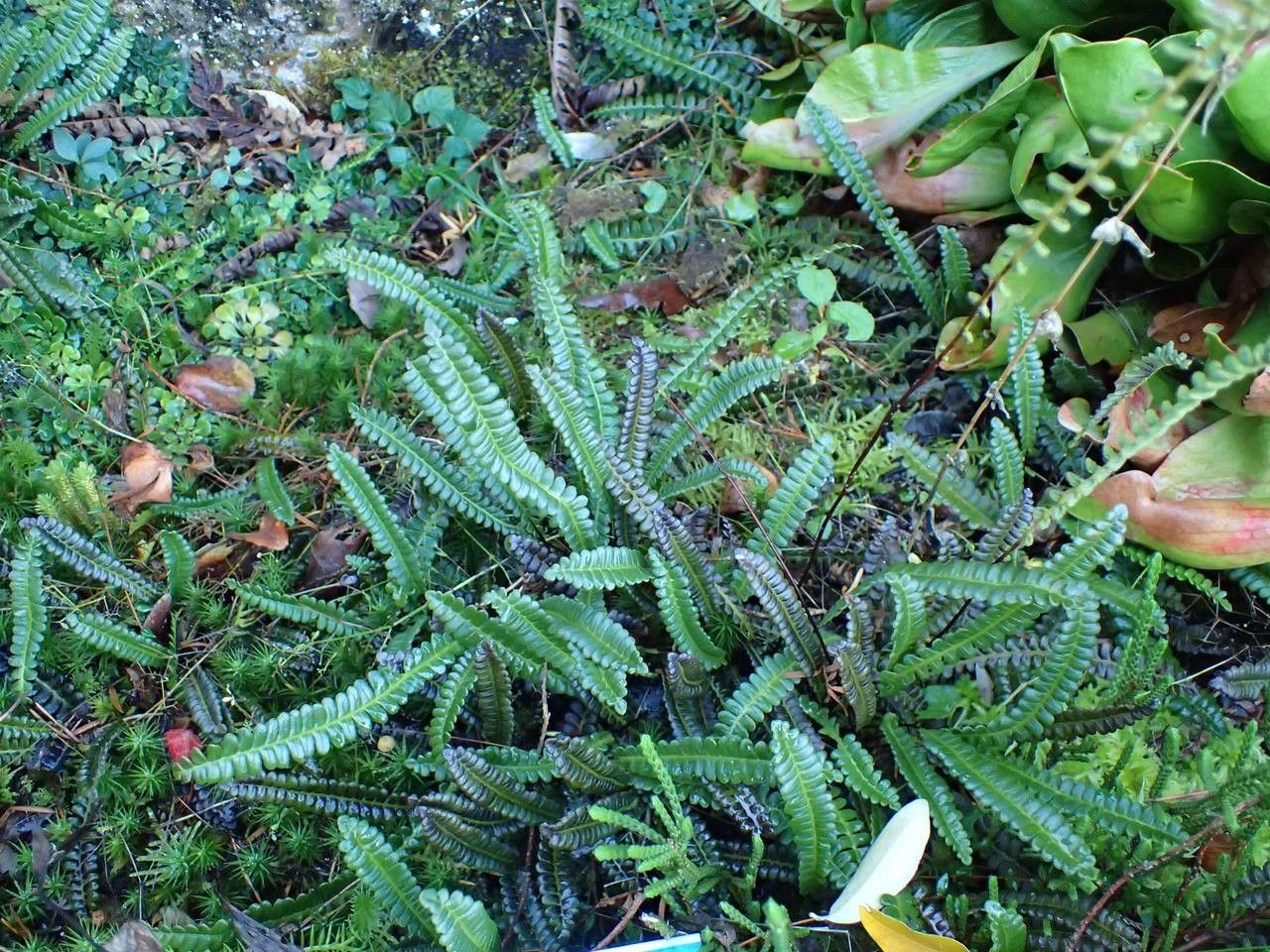 Blechnum penna-marina habit