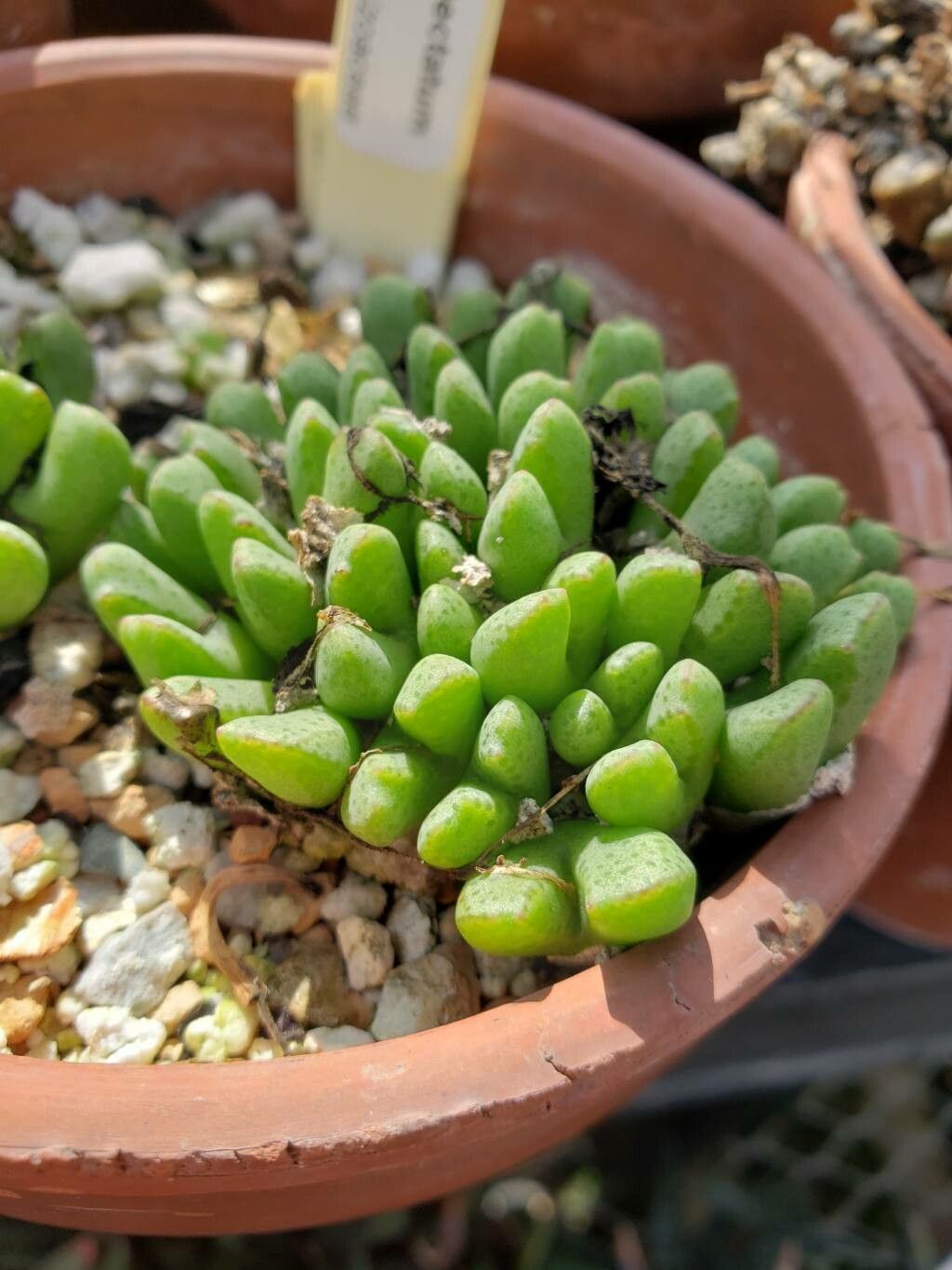 Conophytum tantillum — houseplant care guide