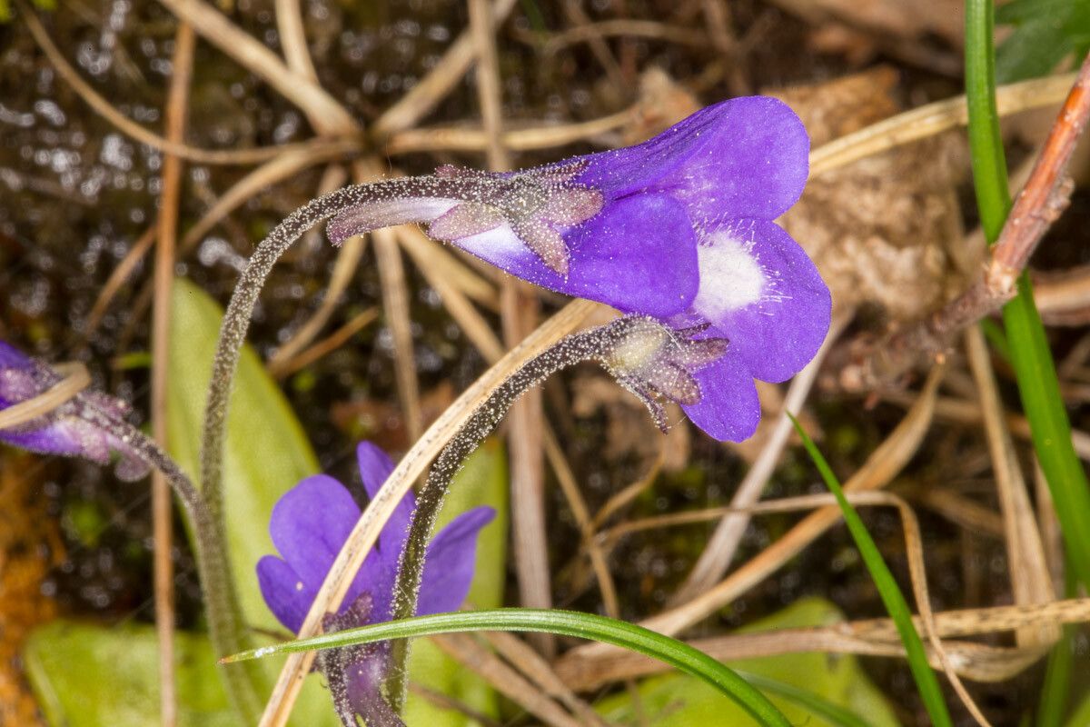 Pinguicula leptoceras bark