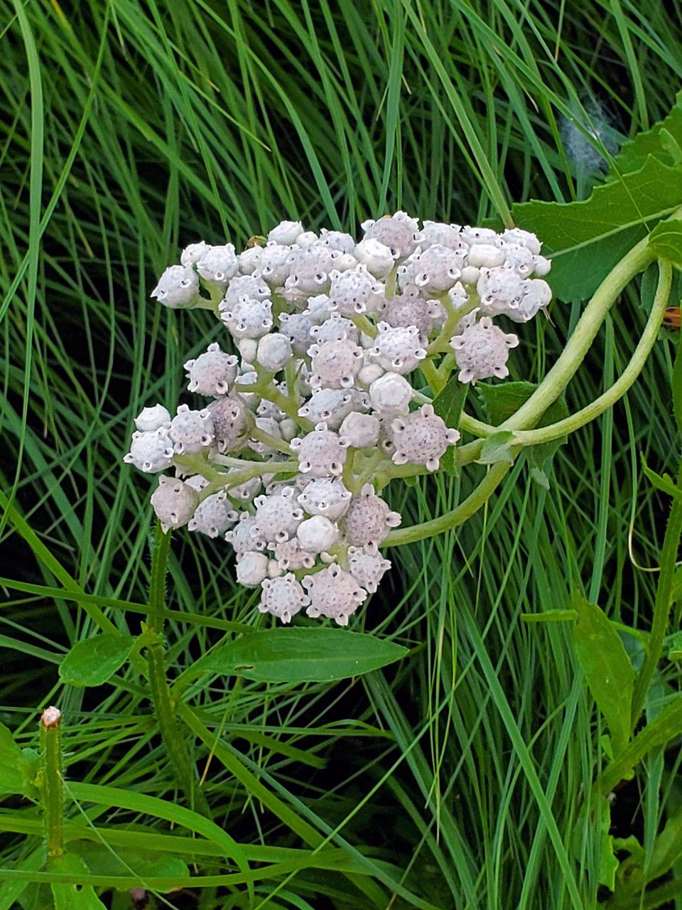 Parthenium integrifolium flower