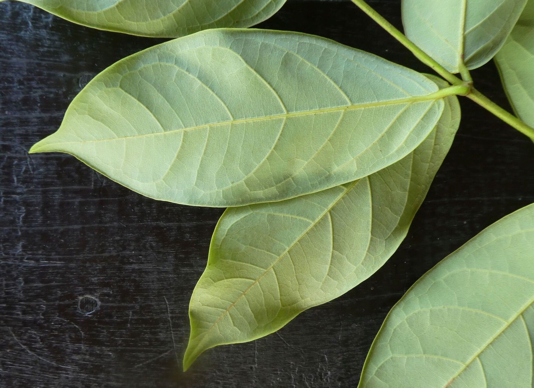 Heteropterys leona leaf