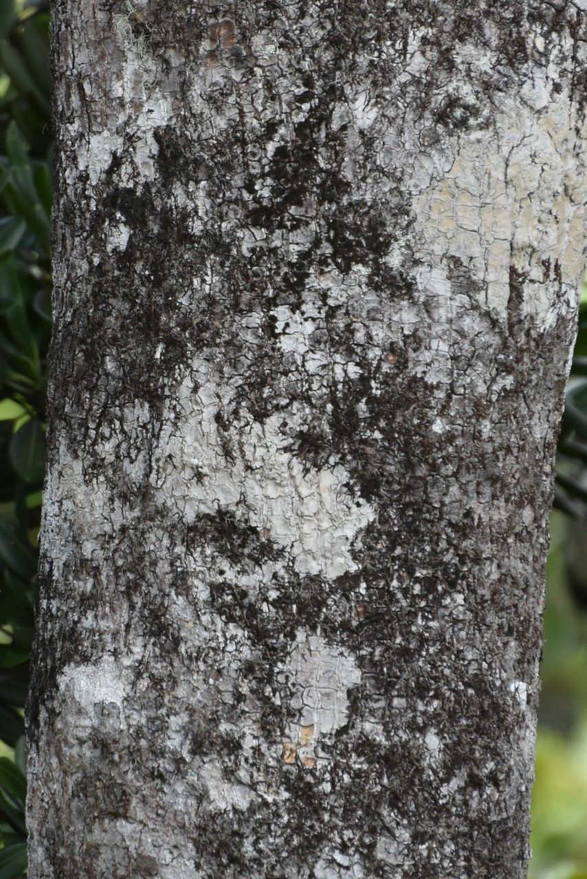 Labourdonnaisia revoluta bark