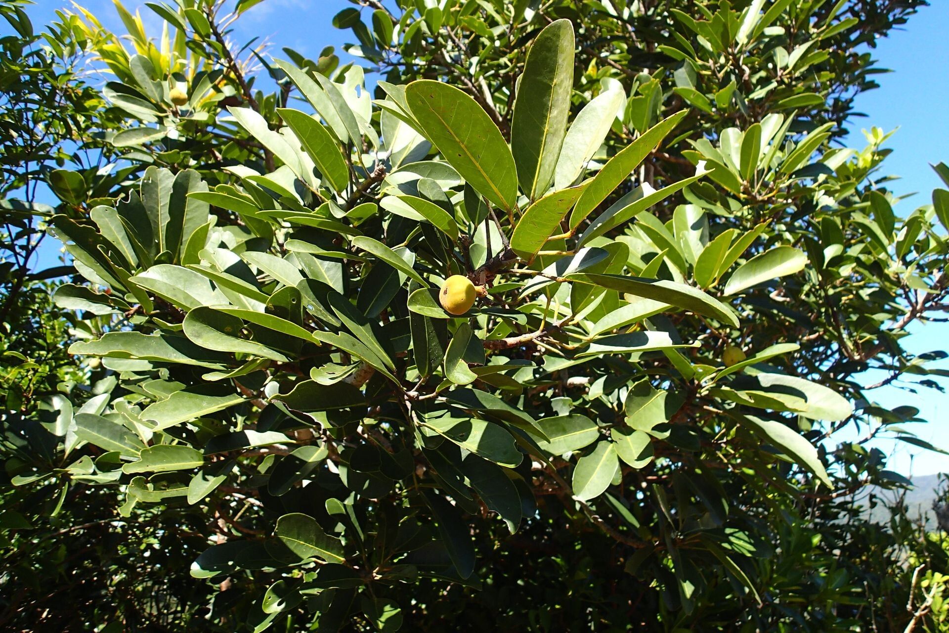 Acropogon schistophilus other