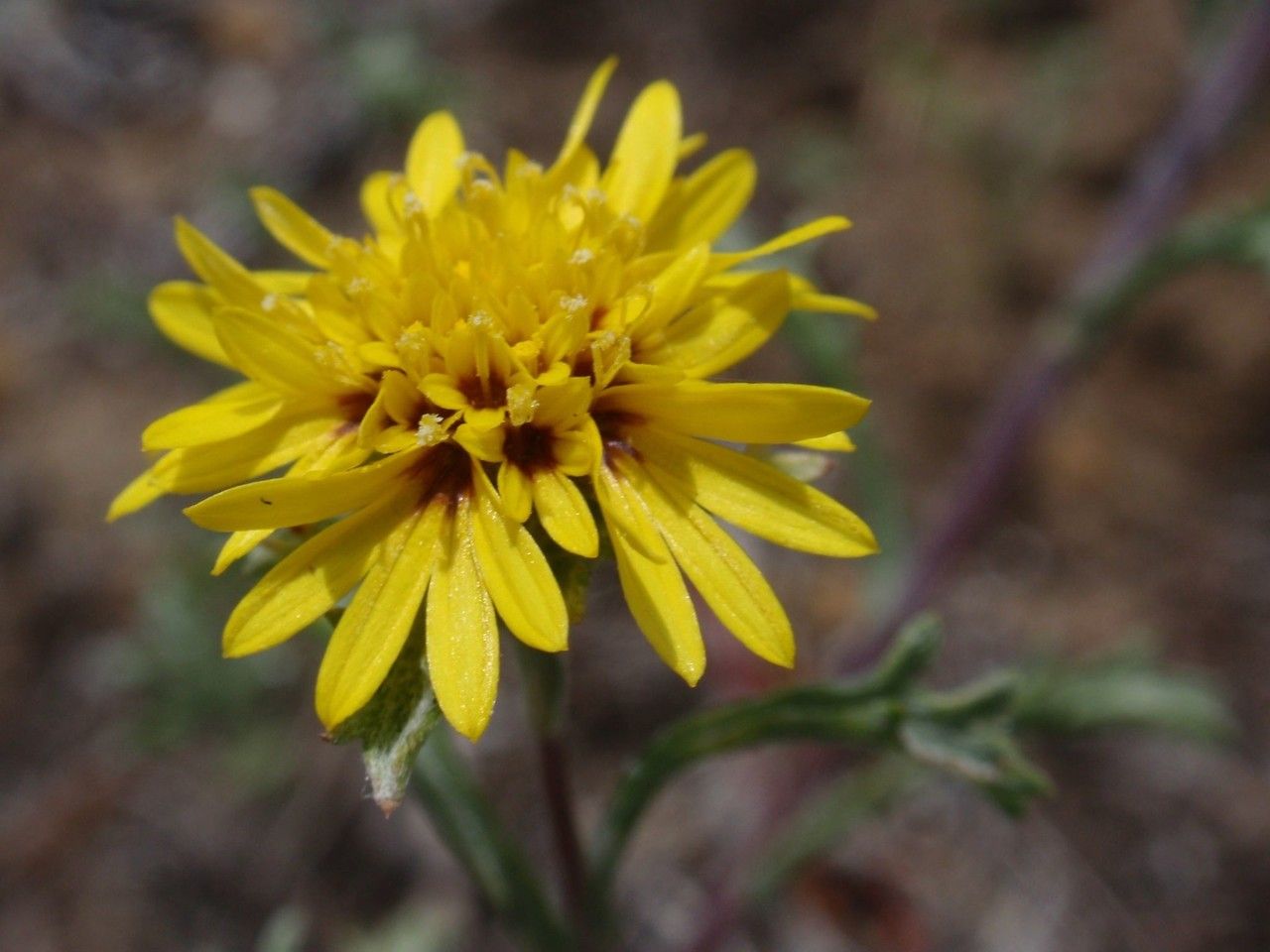 Lessingia germanorum flower
