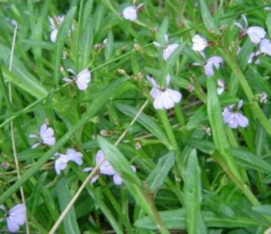 Lobelia anceps flower