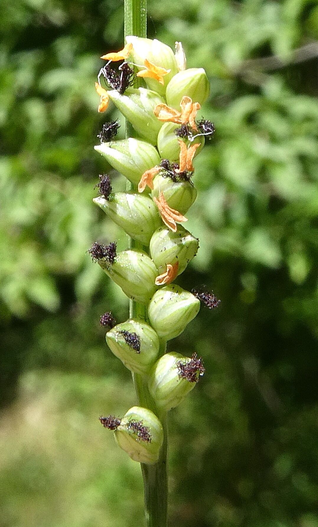 Setaria flavida flower