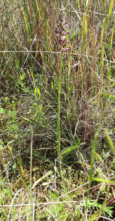Anacamptis fragrans habit