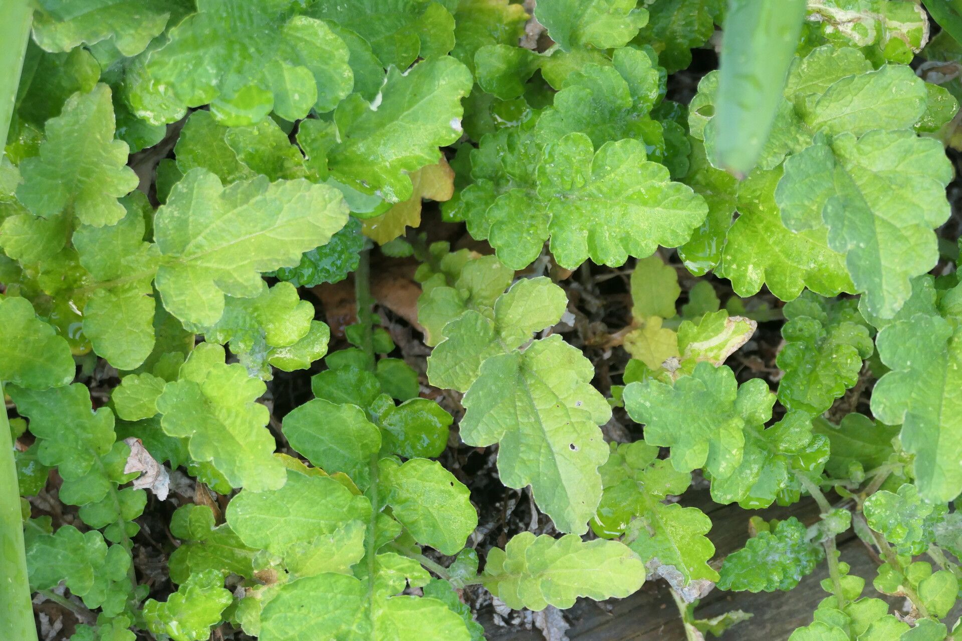 Arctotis arctotoides — related species from the same genus