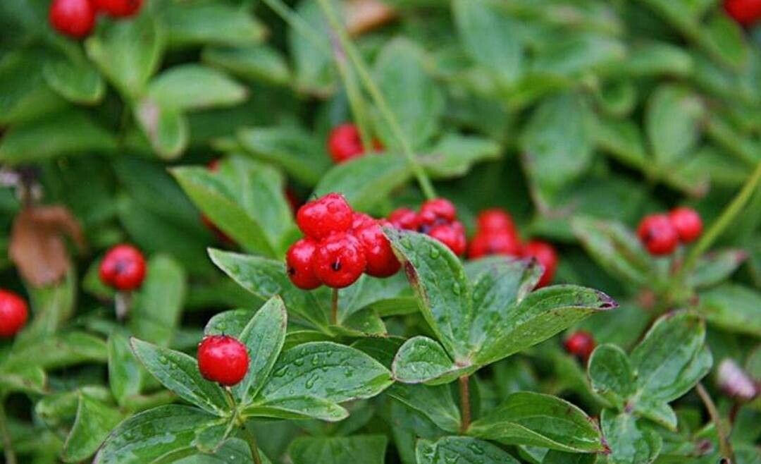 Cornus suecica fruit