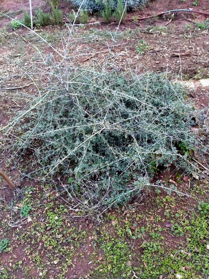 Fraxinus dimorpha habit