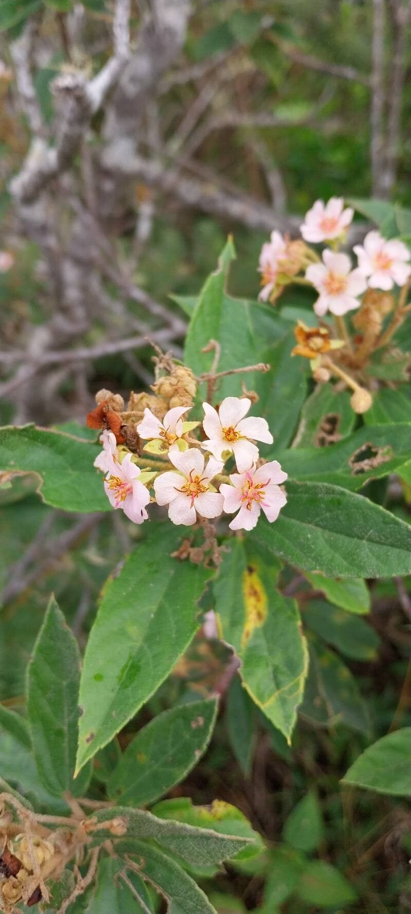 Ruizia ferruginea flower