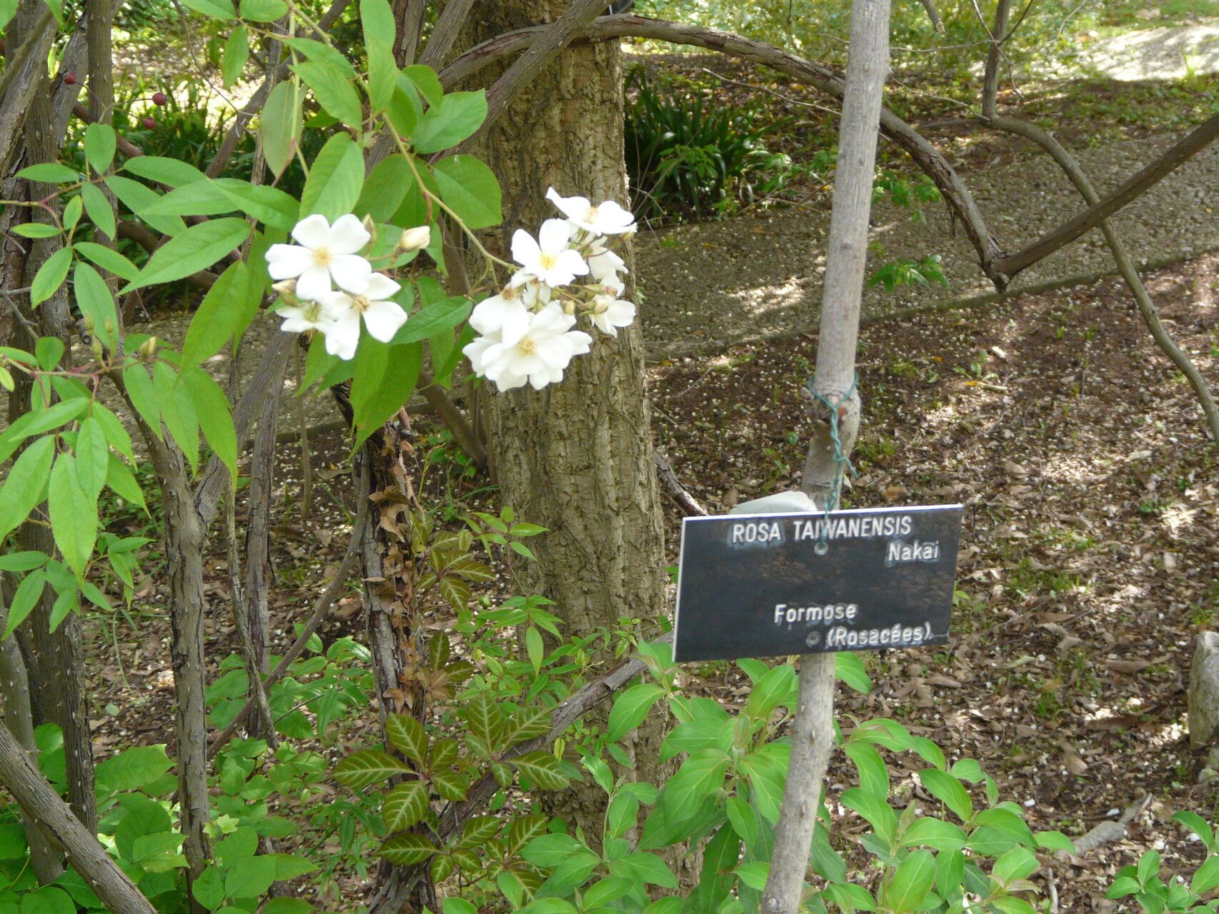 Rosa taiwanensis — houseplant care guide