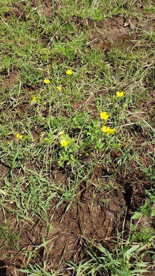Ranunculus occidentalis habit