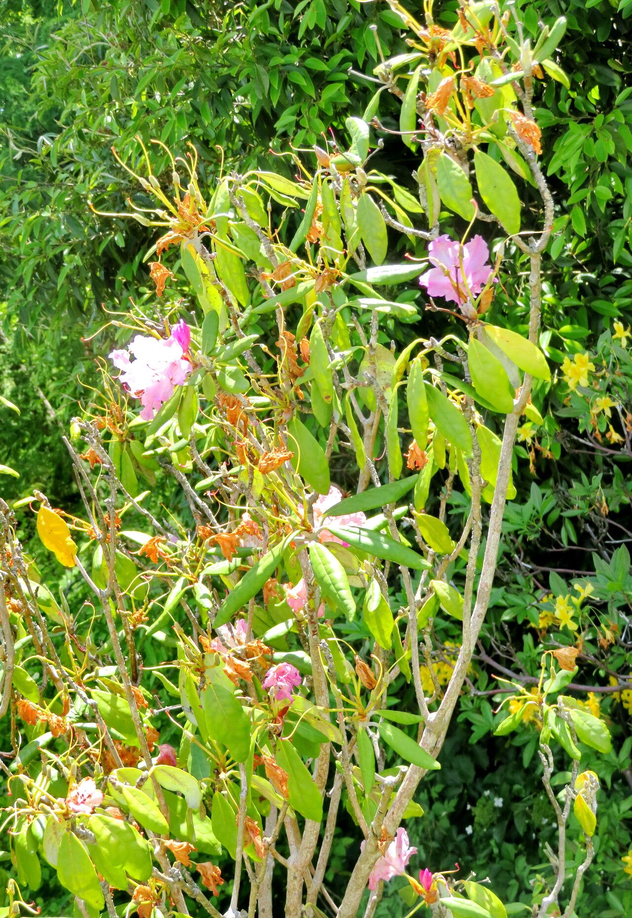 Rhododendron smirnowii — houseplant care guide