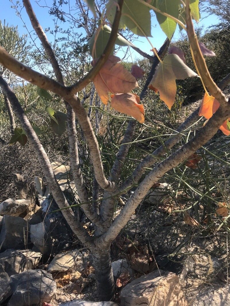 Jatropha mahafalensis habit
