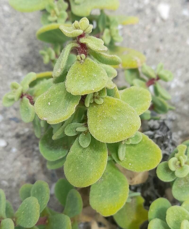 Tetragonia maritima leaf