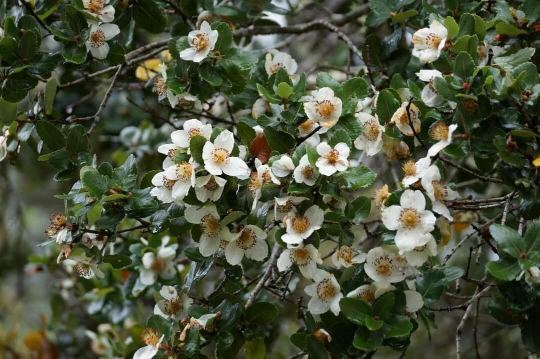 Eucryphia cordifolia flower