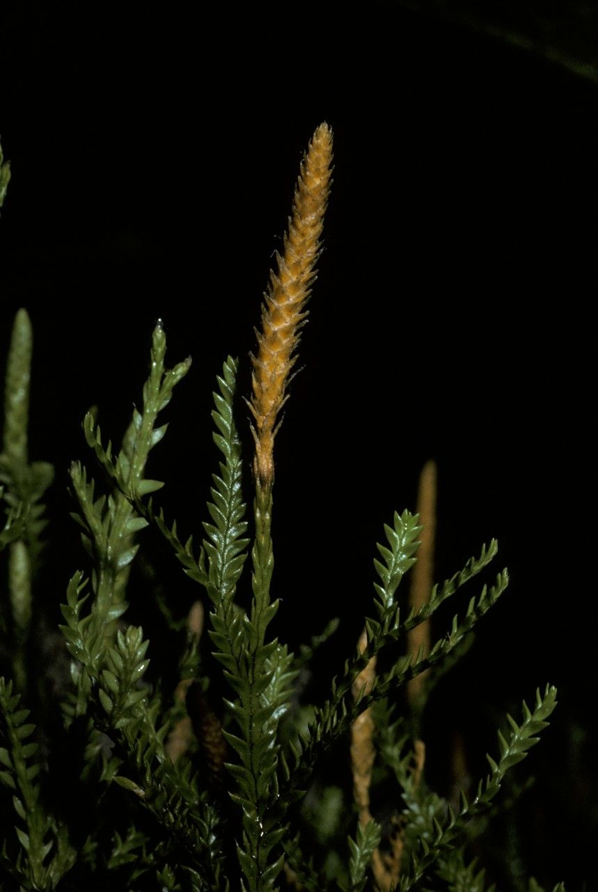 Lycopodium gayanum bark