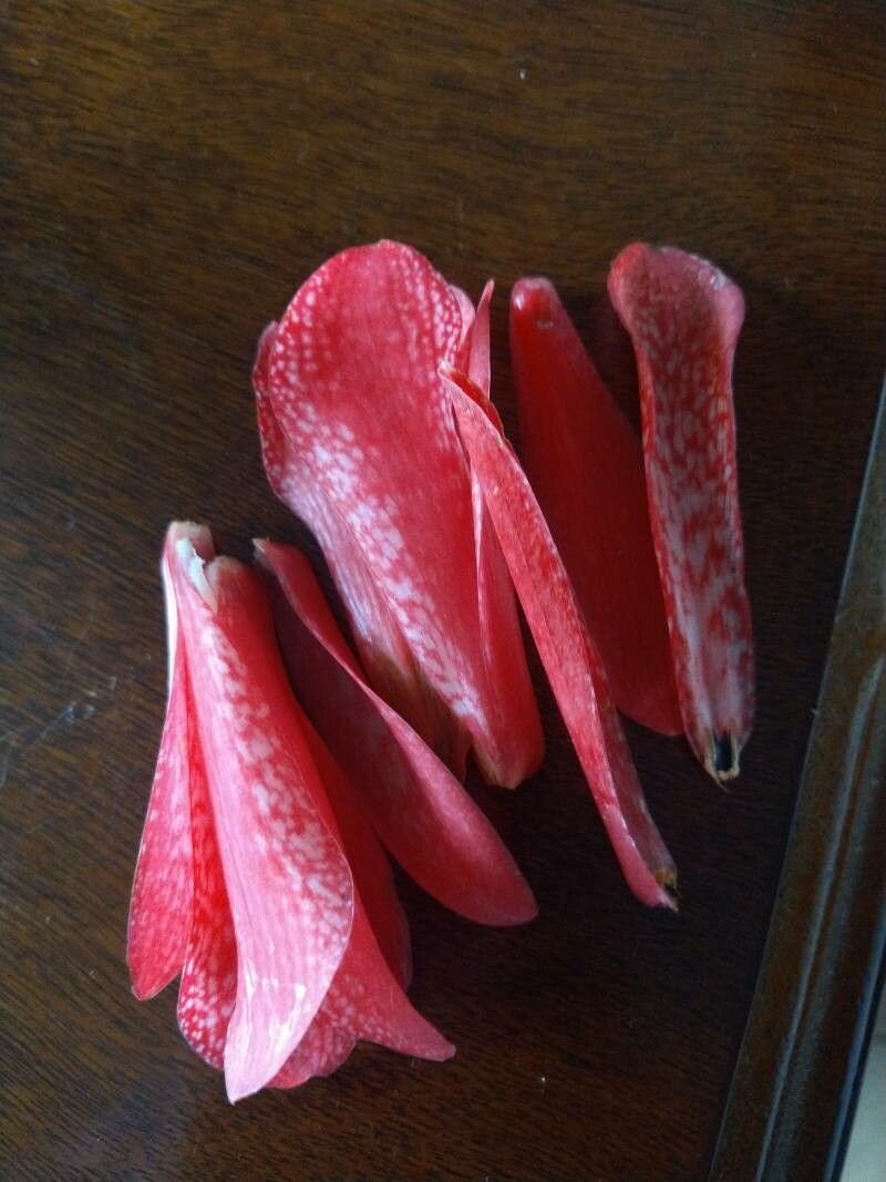 Fritillaria gentneri other