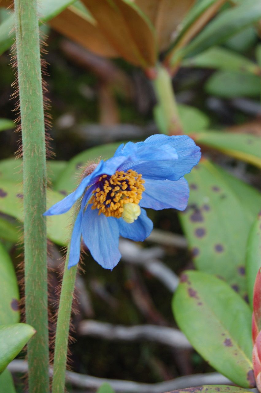 Papaver simplicifolium flower
