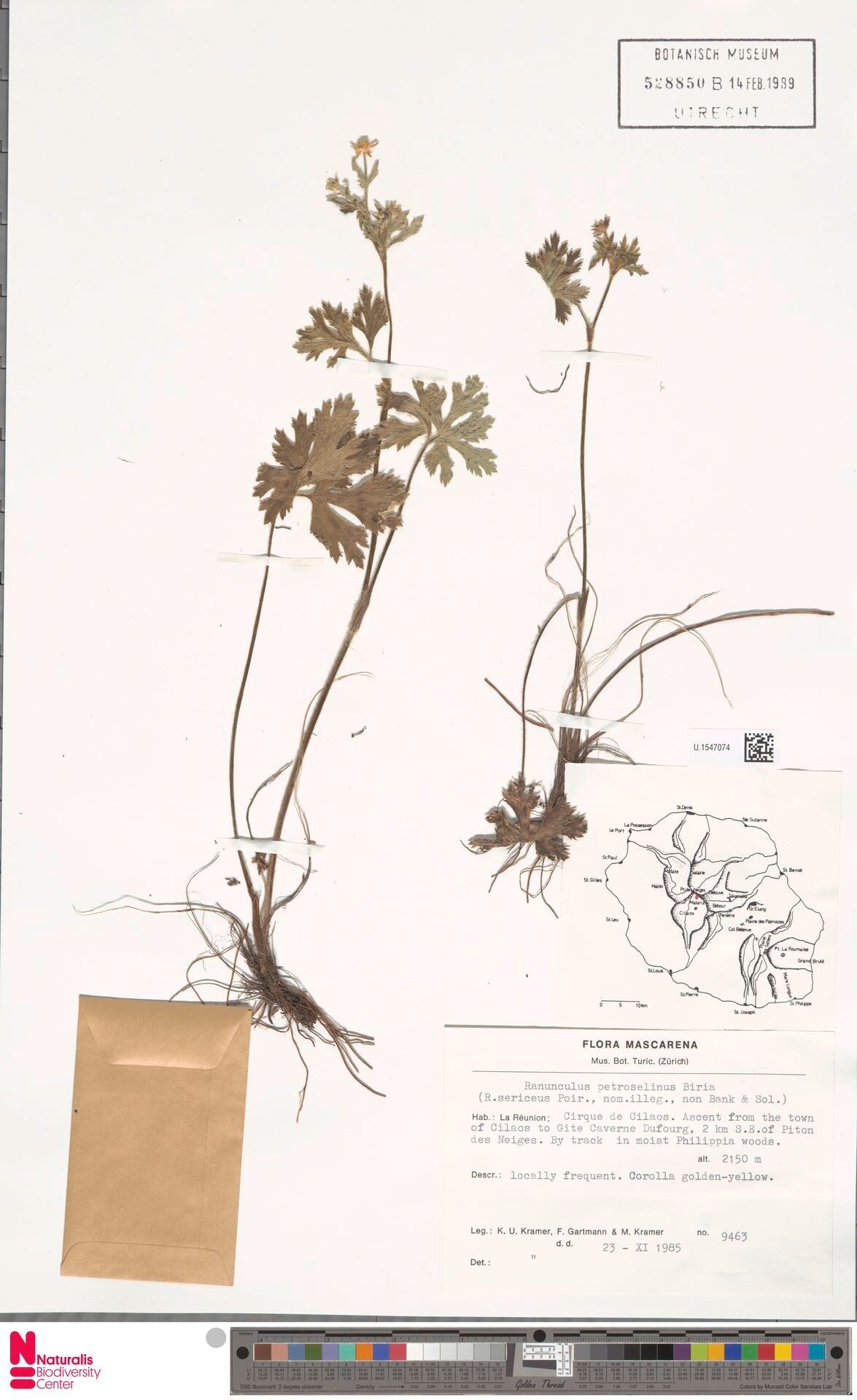 Ranunculus petroselinus — houseplant care guide