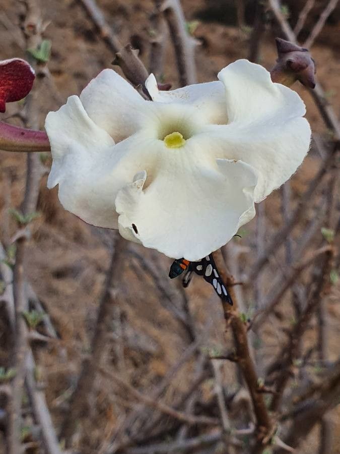 Sesamothamnus rivae flower