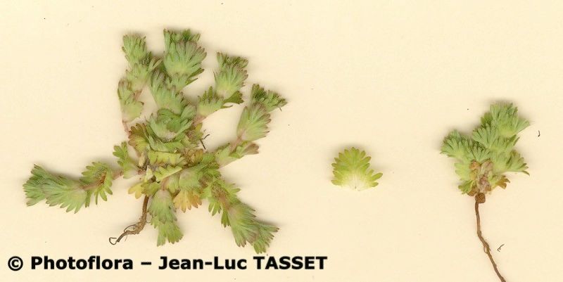 Aphanes cornucopioides habit