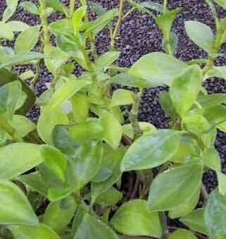 Peperomia abyssinica