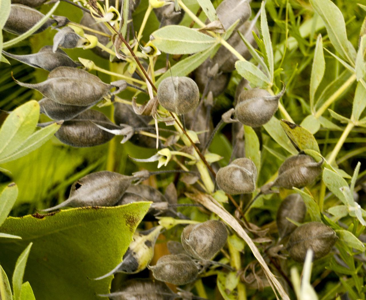 Baptisia bracteata fruit