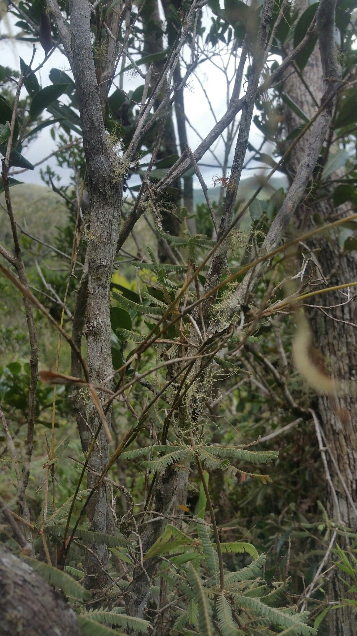 Nastus emirnensis habit