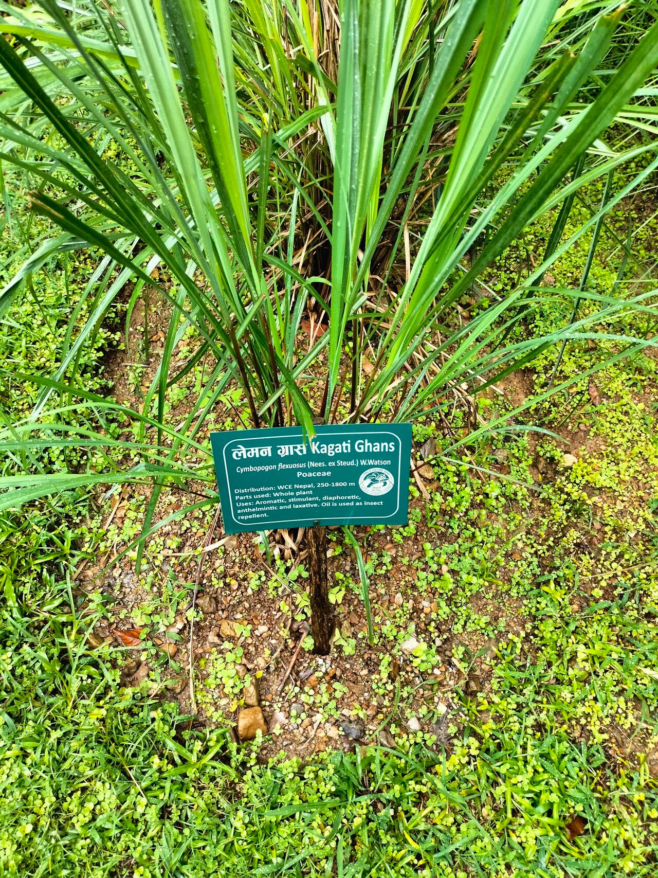 Cymbopogon flexuosus