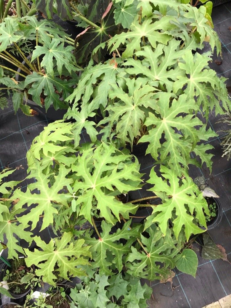 Begonia sikkimensis leaf