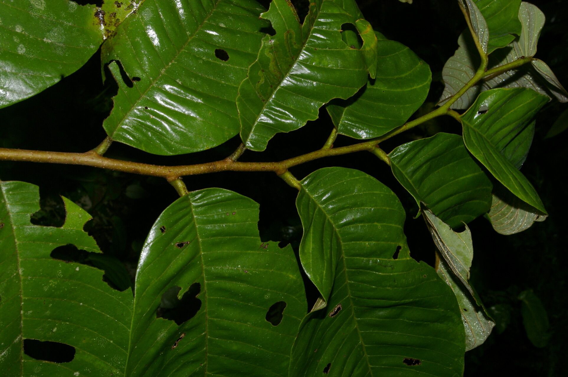 Annona danforthii bark