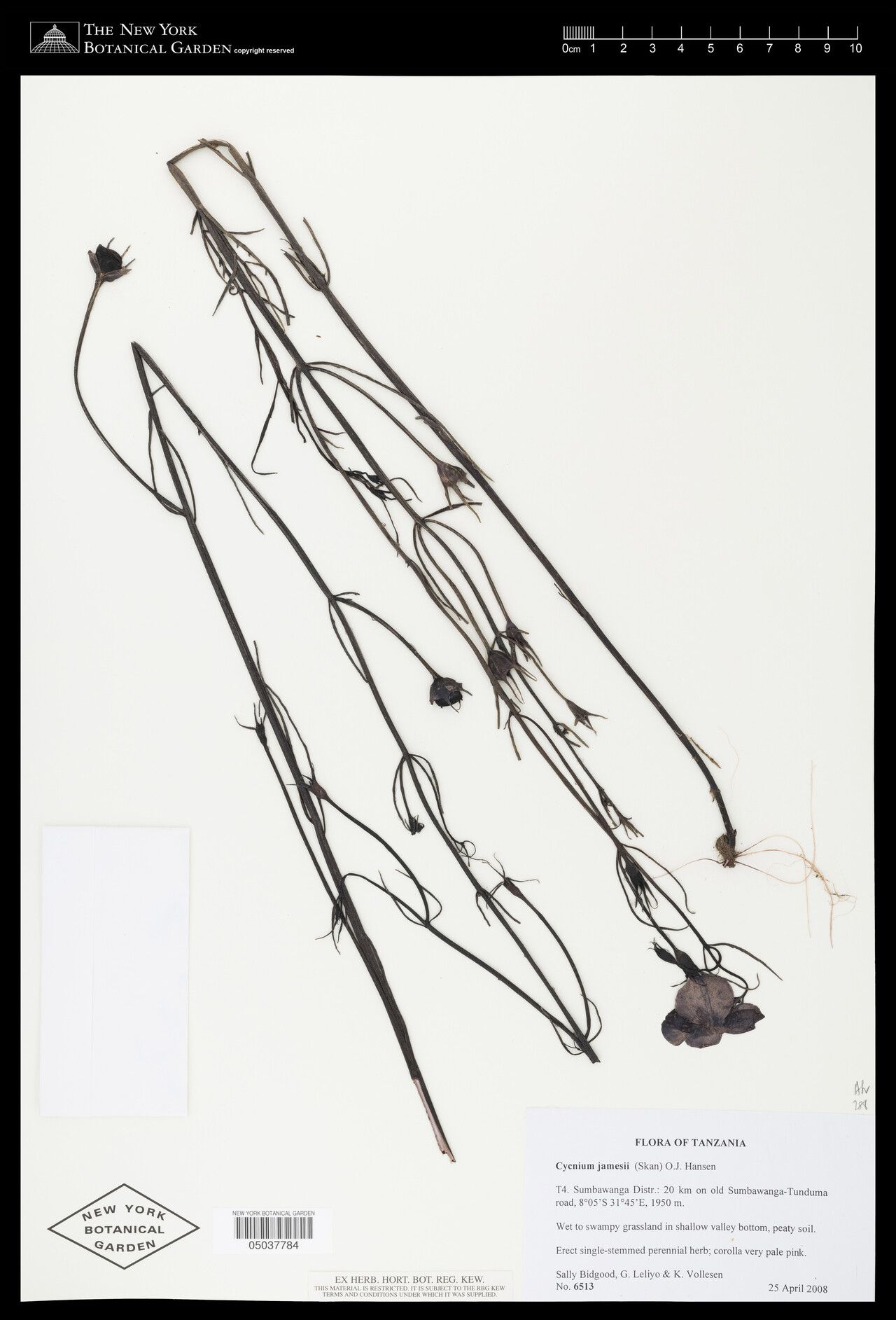 Cycnium jamesii — related species from the same genus