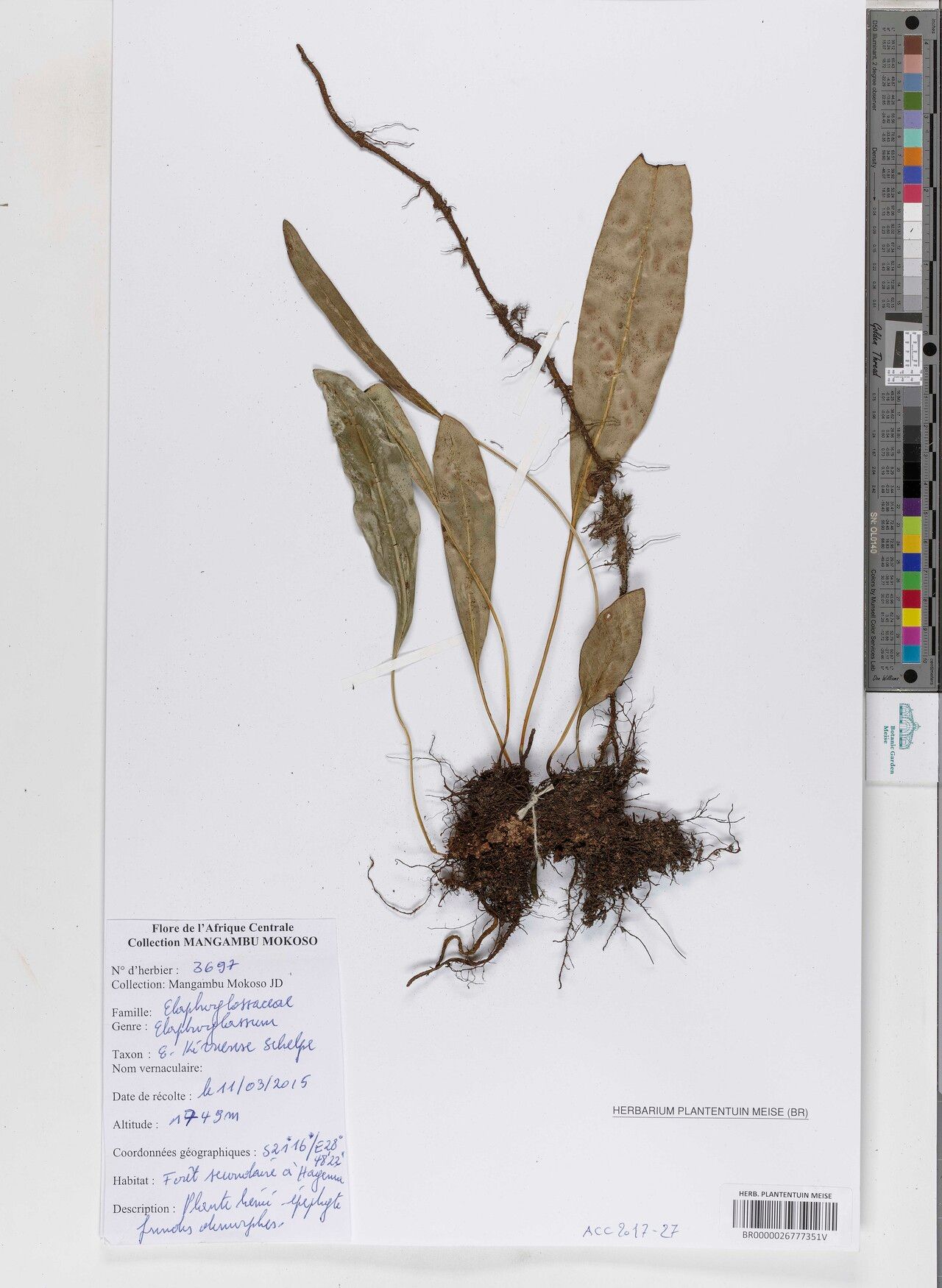 Elaphoglossum kivuense — houseplant care guide