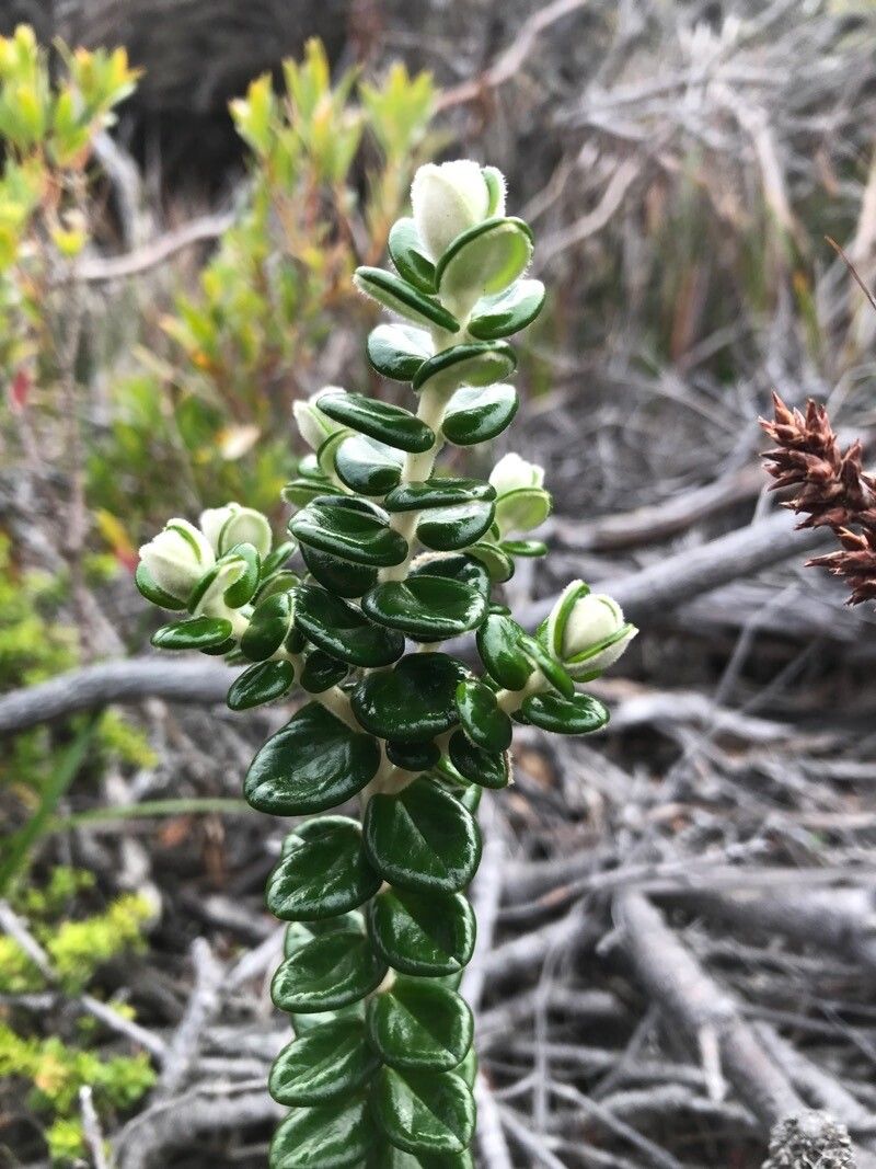 Pimelea nivea — houseplant care guide