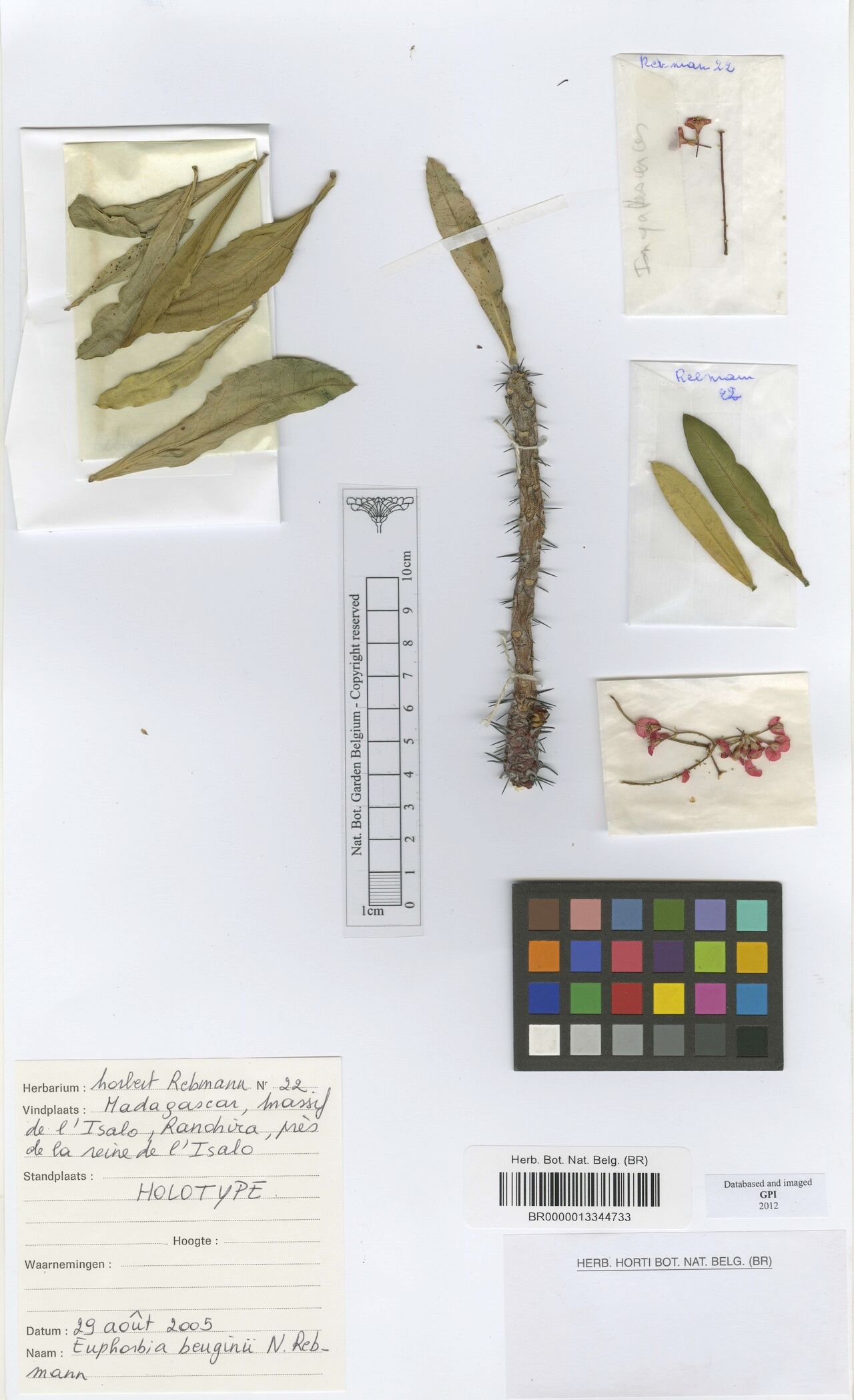 Euphorbia beuginii — houseplant care guide