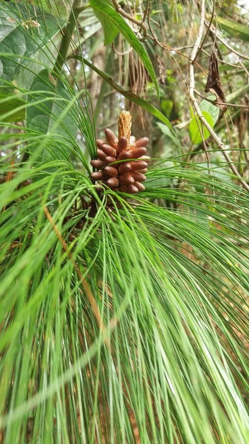 Pinus palustris flower