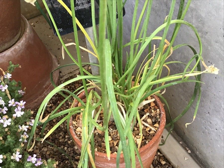 Allium stellatum — search result for 'Allium'