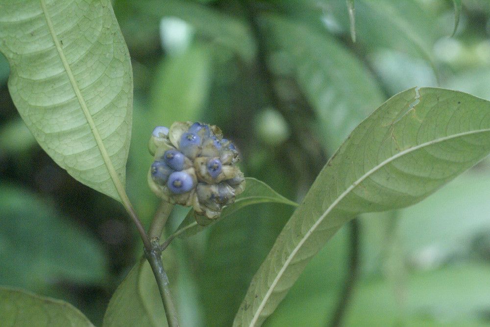 Psychotria urbaniana fruit