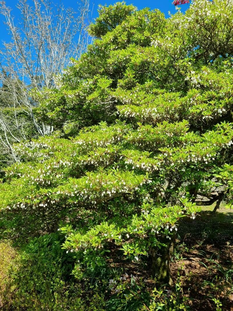 Enkianthus perulatus habit