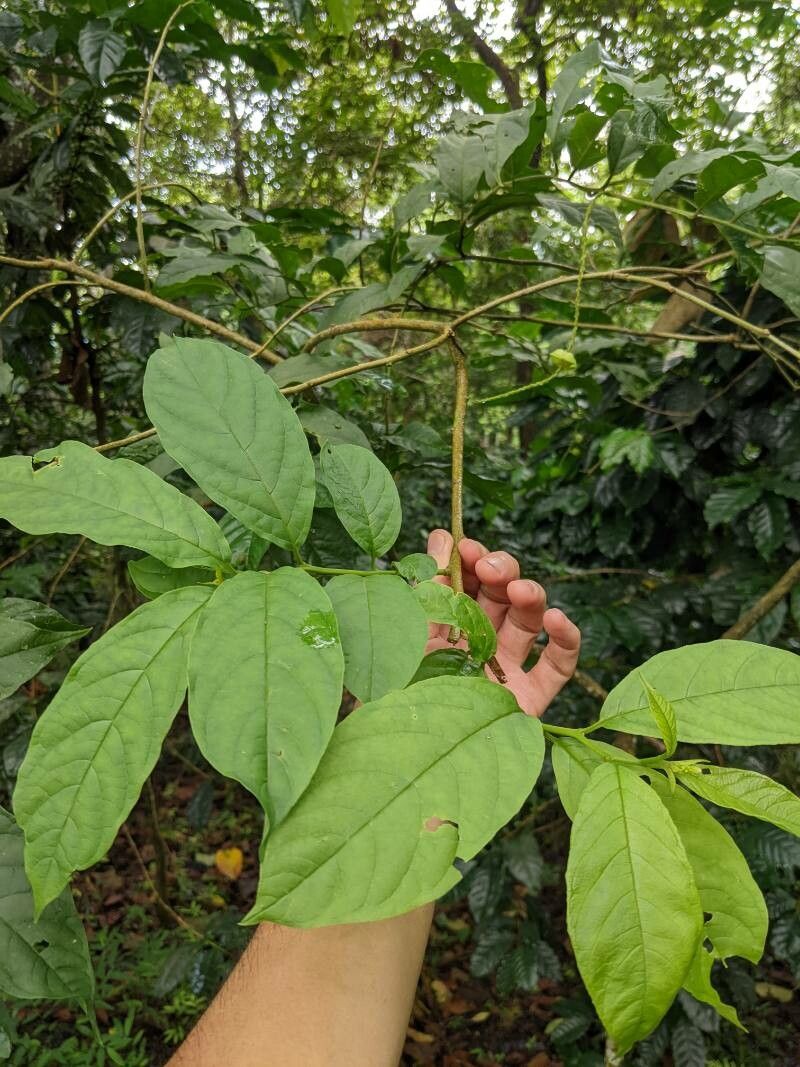 Polygala fallax — search result for 'Polygala'