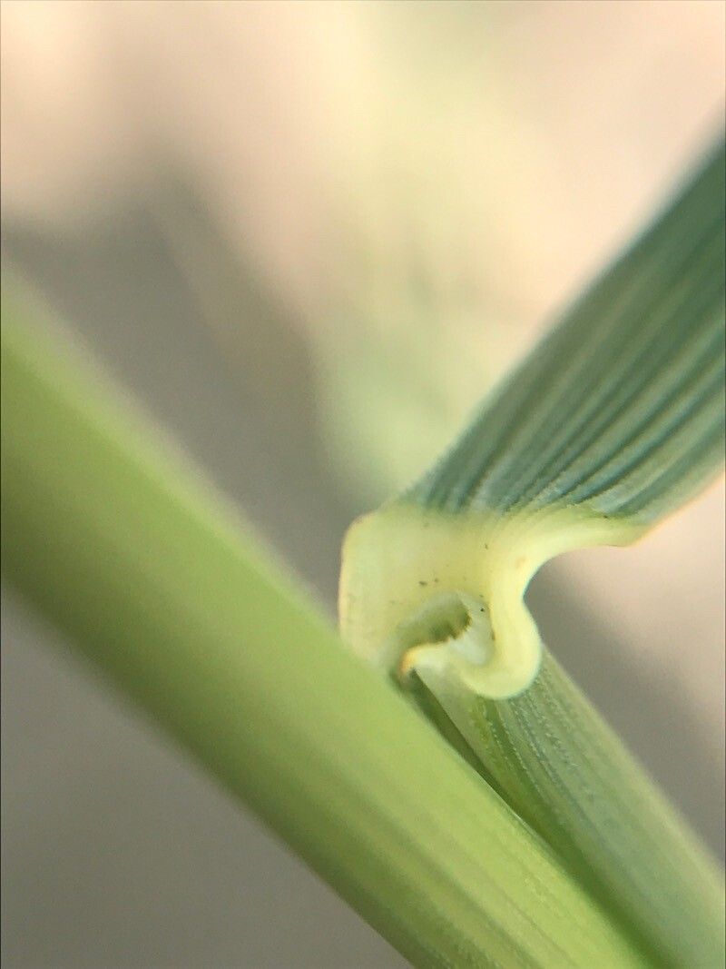 Thinopyrum junceiforme — houseplant care guide