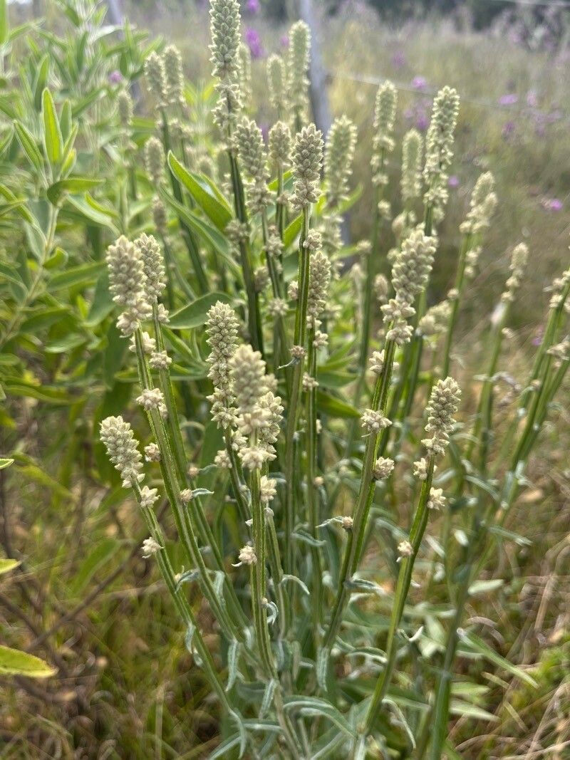 Pterocaulon angustifolium flower